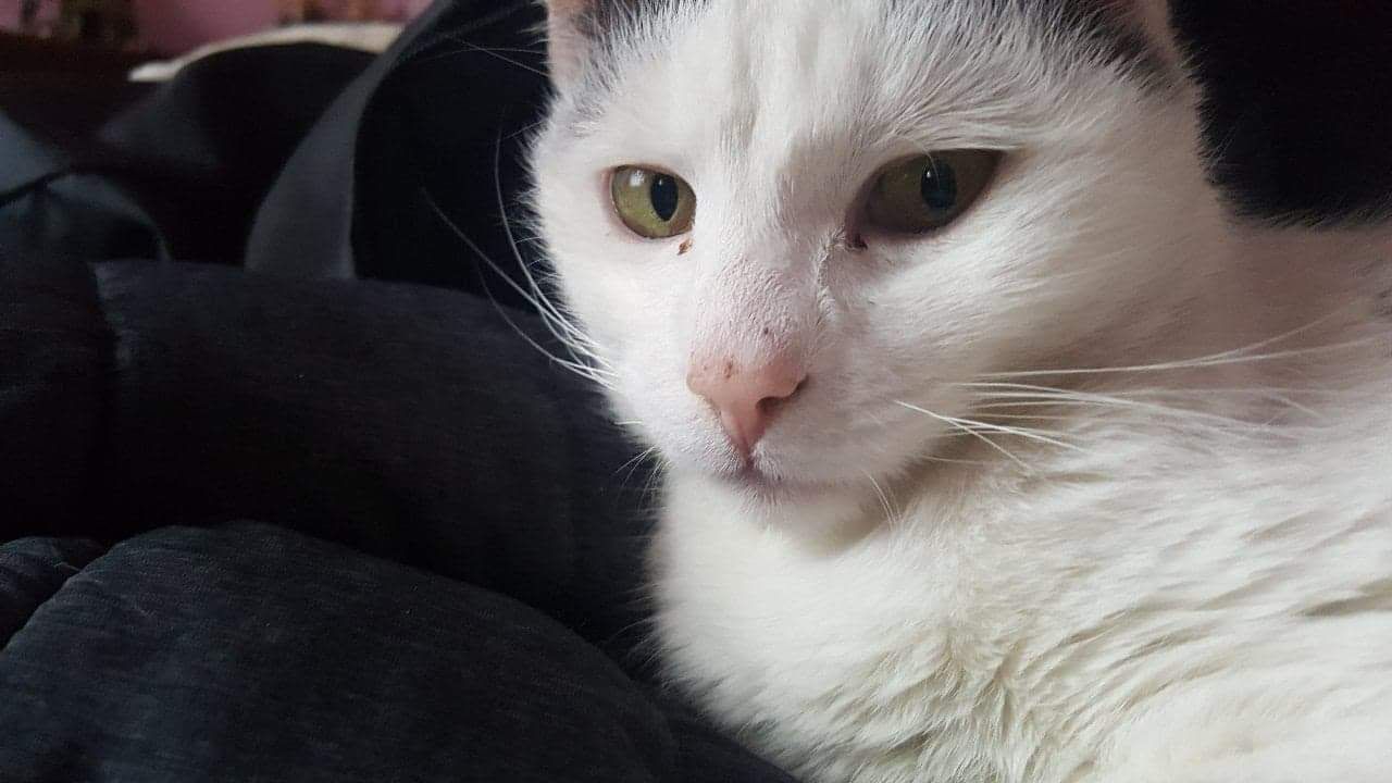 Imagine suplimentară